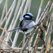 Blue wren in the reeds by gilbertwood