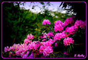 29th May 2014 - Rhodendron 