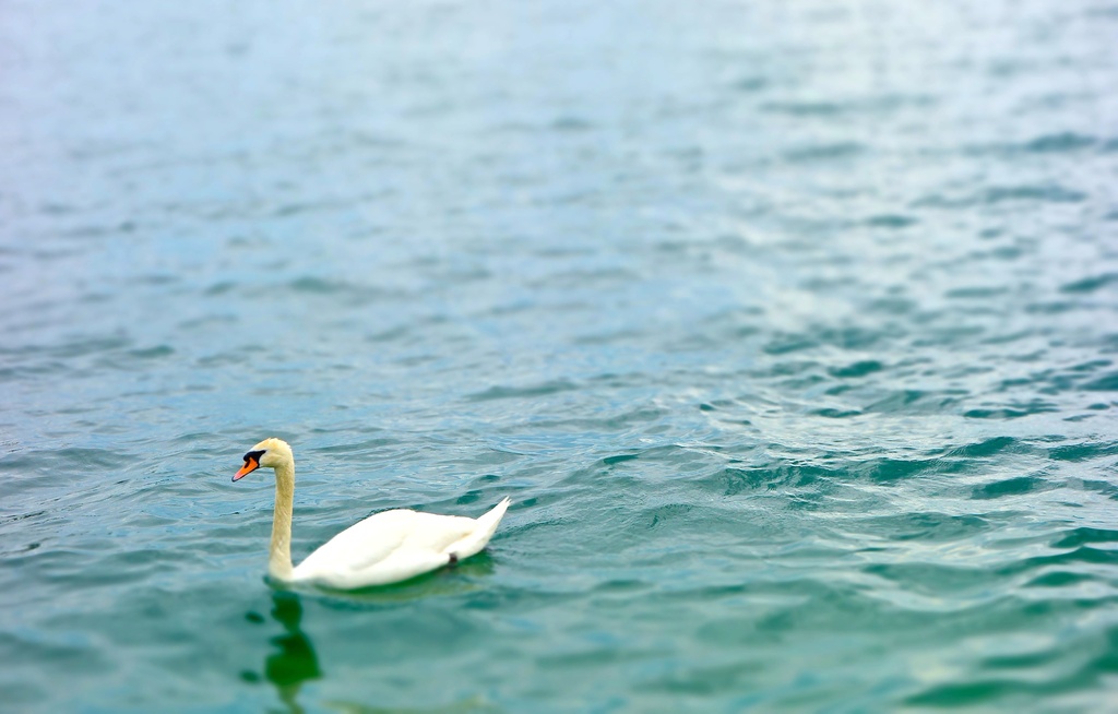 The swan by cocobella