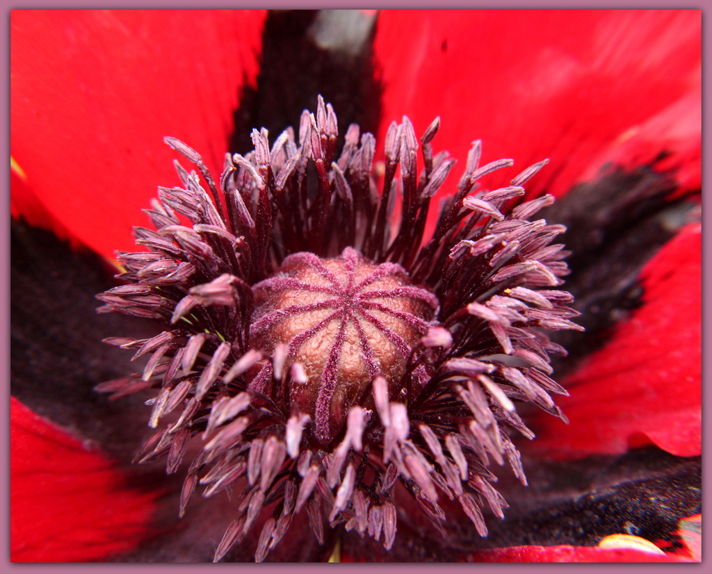 Giant red poppy by busylady