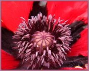 30th May 2014 - Giant red poppy