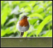 30th May 2014 - I haven't given you a robin for a while