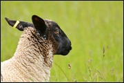 30th May 2014 - How about a sheep for a change?
