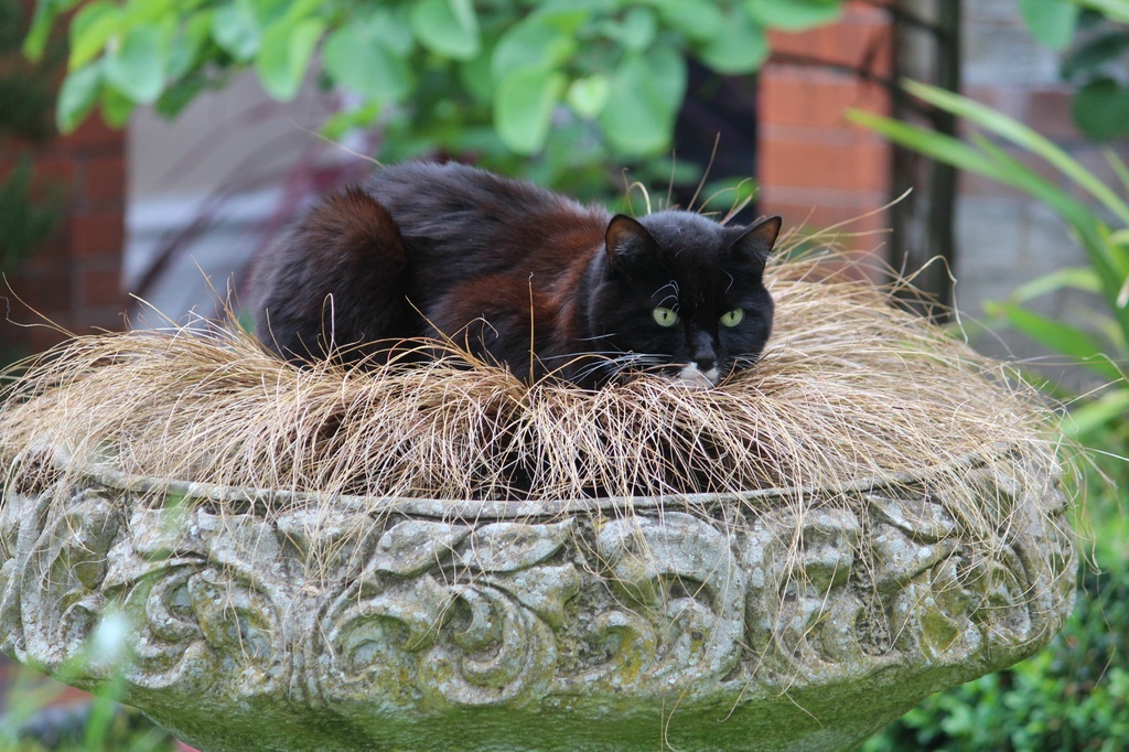 Cat nest by judithg