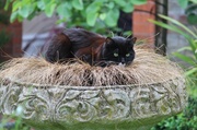 30th May 2014 - Cat nest