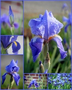 30th May 2014 - Iris Collage