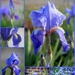 Iris Collage by genealogygenie