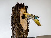 26th May 2014 - woodpecker sculpture by charles monte burzynski