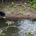 Feeding the ducks - 30-05 by barrowlane