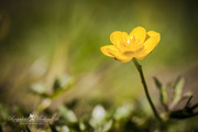 29th May 2014 - Buttercup