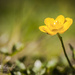 Buttercup by ragnhildmorland