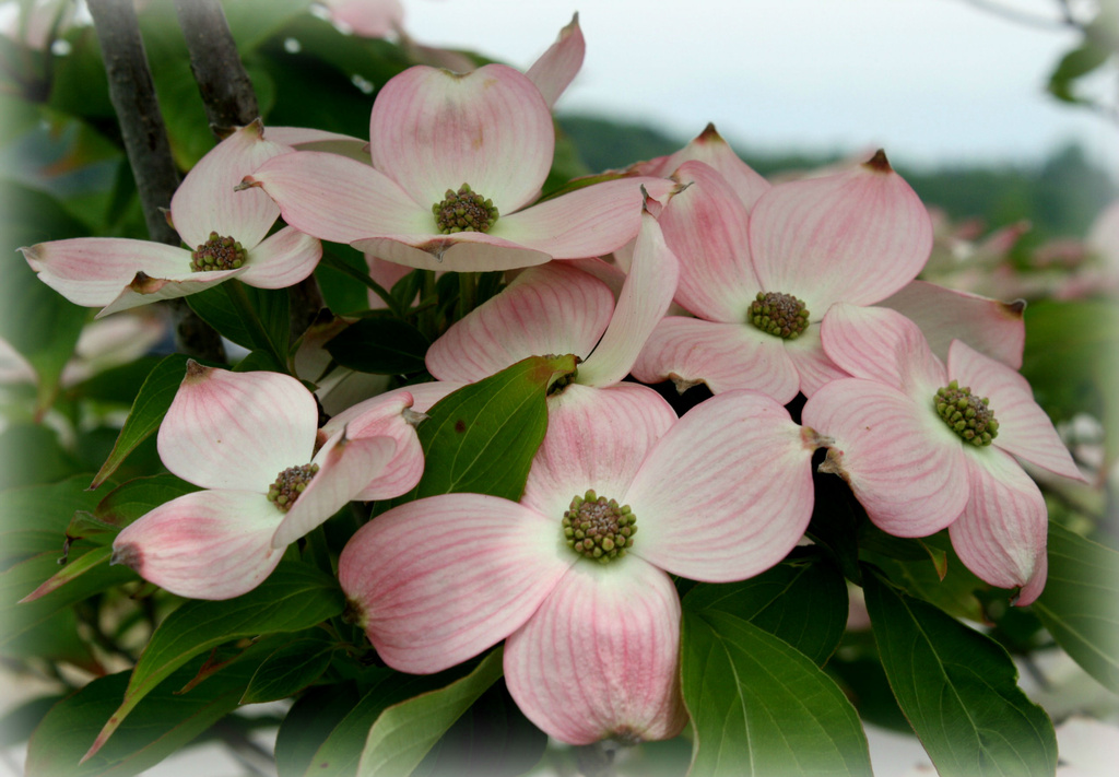 Dogwood blossoms by mittens