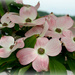 Dogwood blossoms by mittens