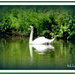 swan by vernabeth