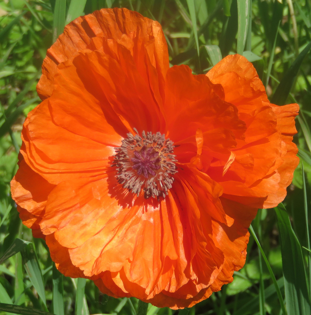 Day 360 Orange Poppy by rminer