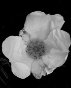 30th May 2014 - May 30: Rose of White