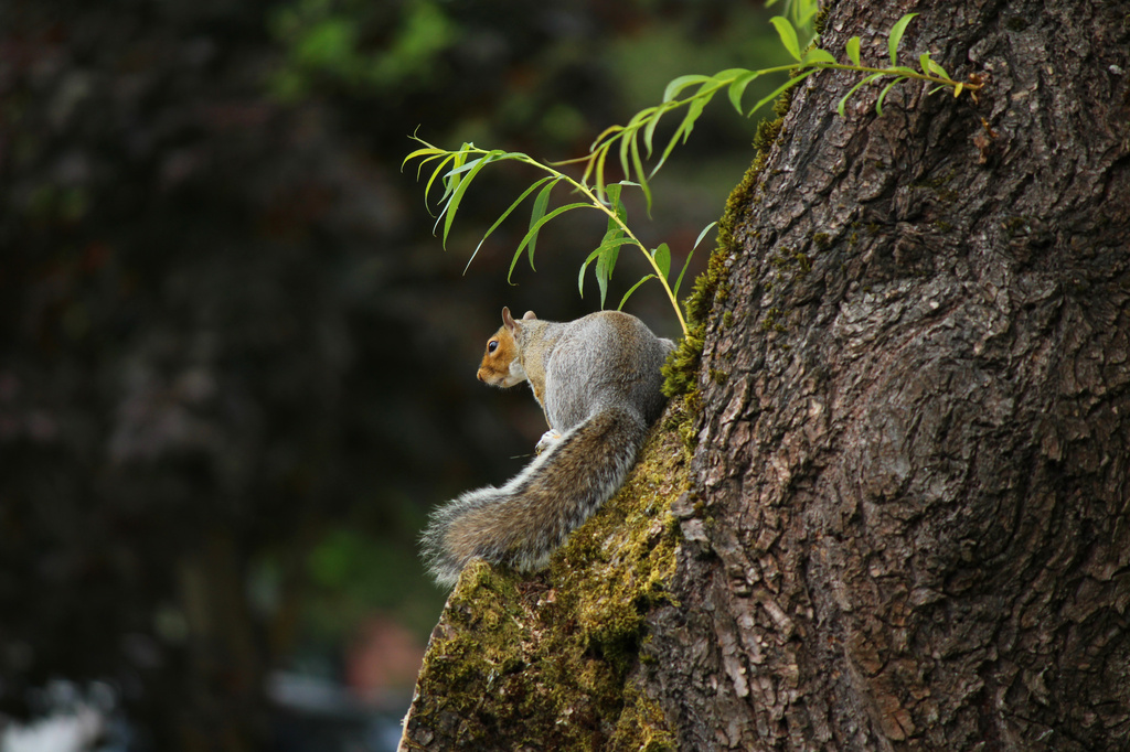 The squirrel had lost his nut! by nanderson