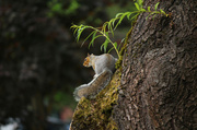 28th May 2014 - The squirrel had lost his nut!