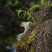 The squirrel had lost his nut! by nanderson