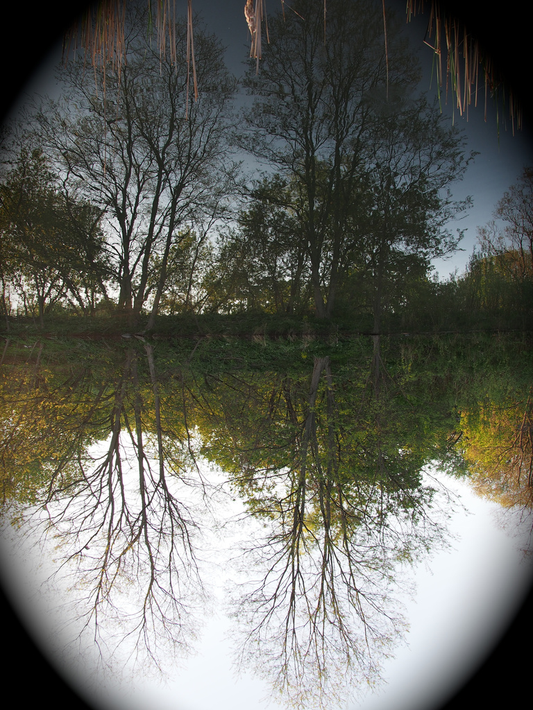 REFLECTION 1 by selkie