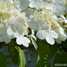 White Hydrangeas by falcon11