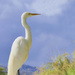 Egret  by joysfocus