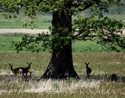 30th May 2014 - Deer resting under an Oak Tree