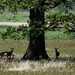 Deer resting under an Oak Tree by annepann