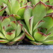 Hens and Chicks by julie