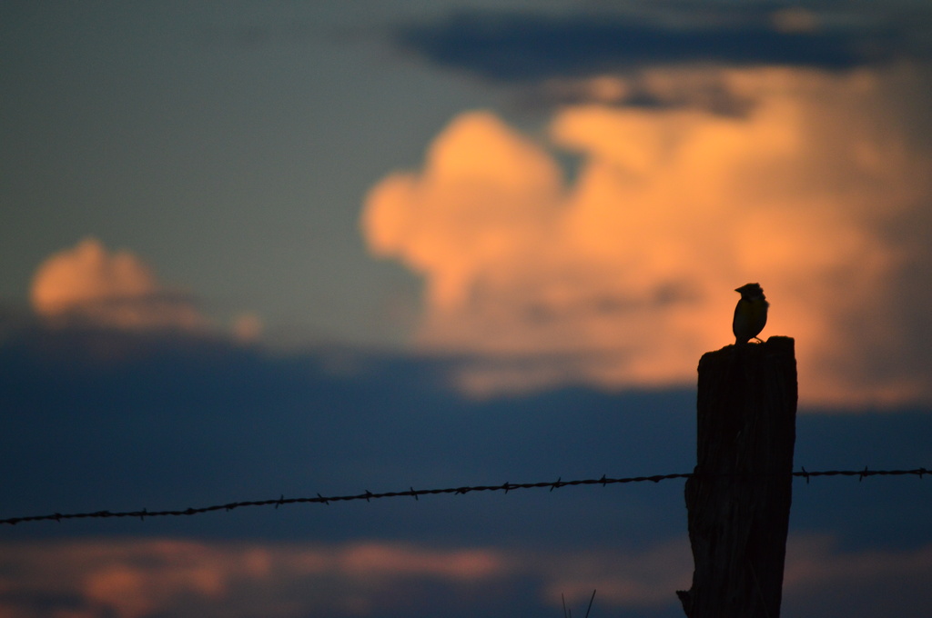 Meadowlark Plus Sunset Equals Kansas by kareenking