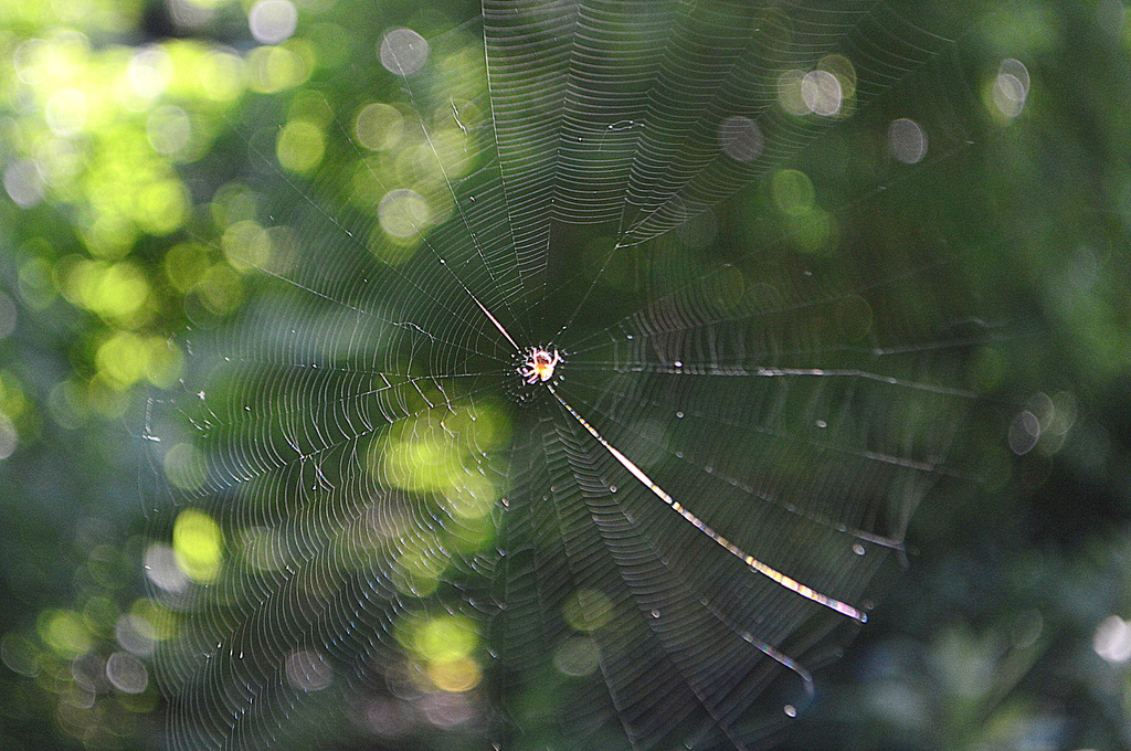 Bokeh Spider Web by kareenking