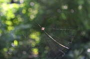 30th May 2014 - Bokeh Spider Web