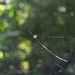 Bokeh Spider Web by kareenking
