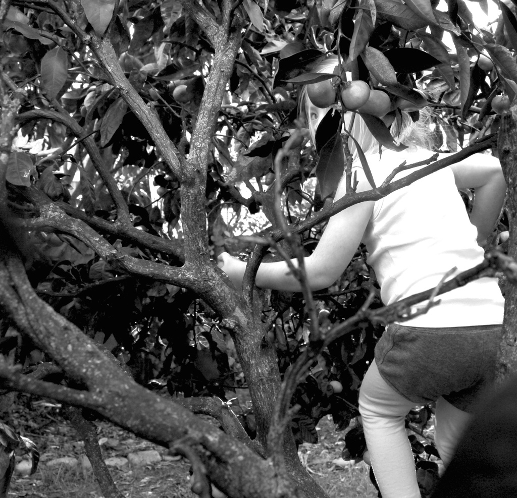 Climbing for mandarins by kiwinanna