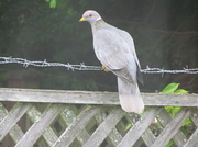 19th May 2014 - Ring Necked Dove