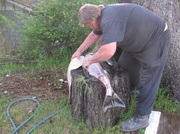 25th May 2014 - The Art of Filleting