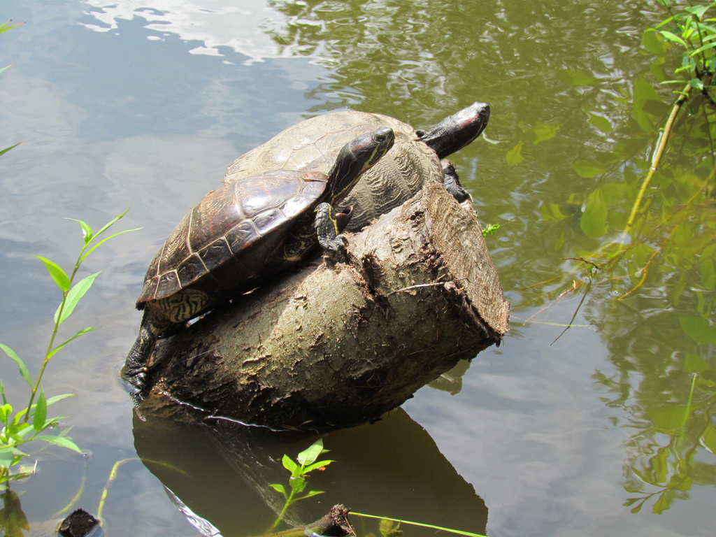 Basking turtles by kathyo
