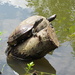 Basking turtles by kathyo