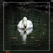 Swan by rustymonkey