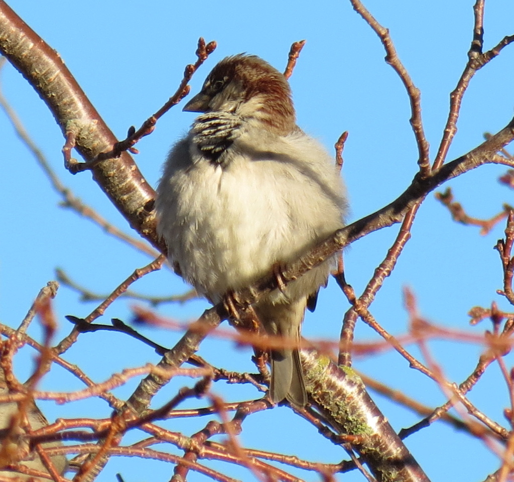 Sparrow warming up by kiwiflora
