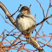 Sparrow warming up by kiwiflora