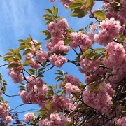 30th May 2014 - Pink Flowering Tree