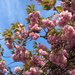 Pink Flowering Tree by yogiw