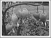 31st May 2014 - I send you dicentra b&w hearts.....