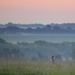 Deer in Hazy Morning Meadow by kareenking
