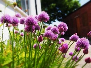 31st May 2014 - Chives in the sun.