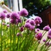 Chives in the sun. by happypat