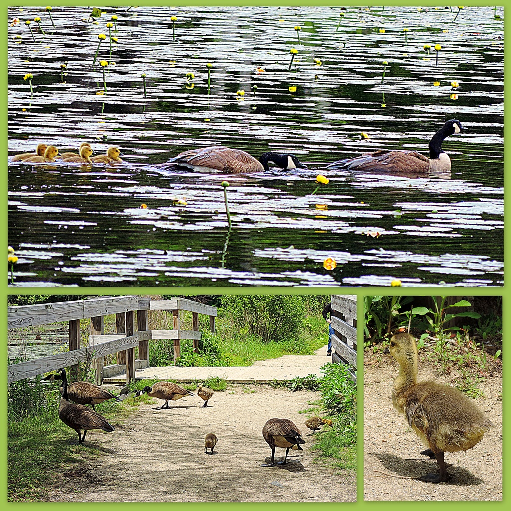 Geese Family Outing by homeschoolmom