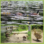 30th May 2014 - Geese Family Outing