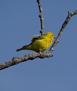 31st May 2014 - Yellow Warbler